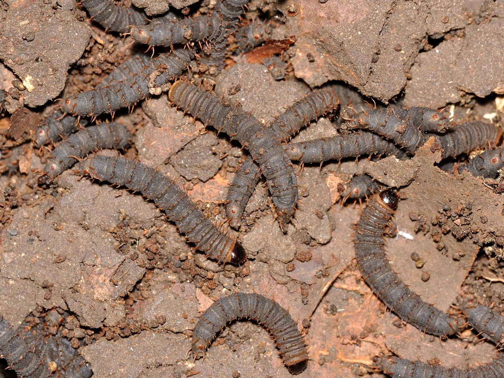 Larve... coi baffi ! larva di Bibionidae:Bibio sp